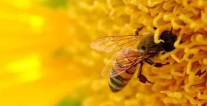 Earthblends Raw Unfiltered Honey 500g